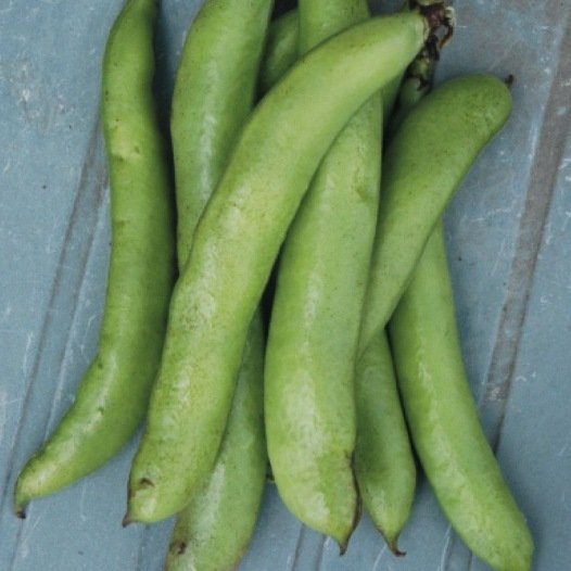 Tuinboon Express 'Eleonora' zaden - Feggies